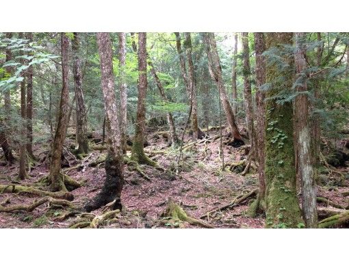 富士山 樹海 富士の樹海をたっぷり楽しむよくばりツアー 溶岩洞窟探検も Mtbサイクリング トレッキング ケイビング アクティビティジャパン