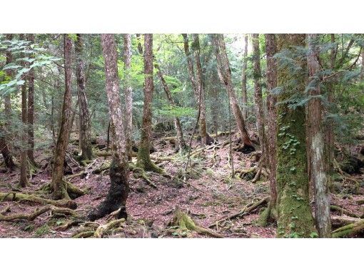 【山梨县、富士山麓、树海】富士树海山地车骑行→徒步→熔岩洞探险！の画像