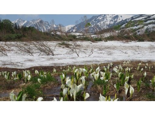 【小谷・長野】花の栂池自然園フラワーウォーキング(1組限定)の画像