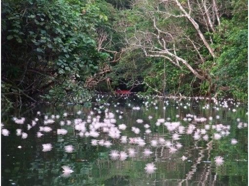 沖縄 西表島 世界自然遺産登録地3 カヌーで行くクーラの滝つぼとサガリバナ早朝ツアー 写真データ付き アクティビティジャパン