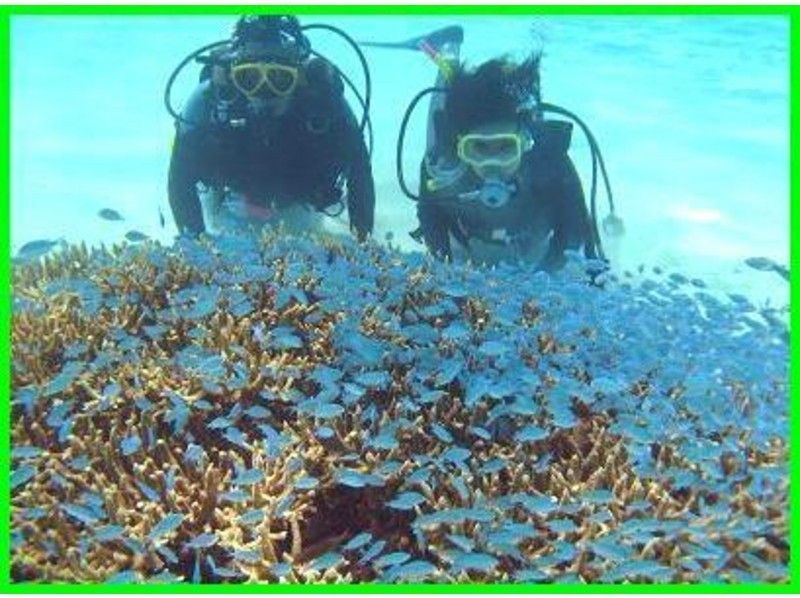 【沖縄・渡嘉敷島】慶良間ブルーで体験ダイビング！