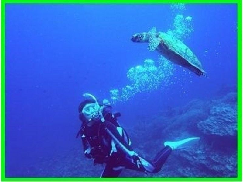 【沖縄・渡嘉敷島】慶良間ブルーを体感!ファンダイビングの紹介画像