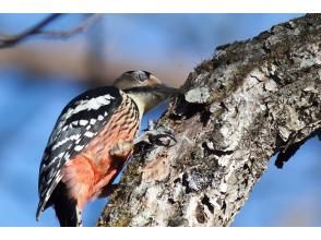 【栃木・奥日光】野鳥の楽園・奥日光でバードウォッチング教室♪【初心者歓迎！季節ごとのいいトコロへご案内！】