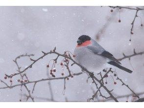 【栃木・奥日光】野鳥の楽園・奥日光でバードウォッチング教室♪【初心者歓迎！季節ごとのいいトコロへご案内！】
