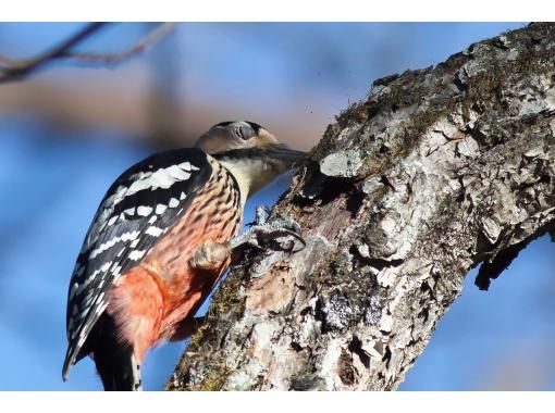 【栃木・奥日光】野鳥の楽園・奥日光でバードウォッチング教室♪【初心者歓迎！季節ごとのいいトコロへご案内！】の画像