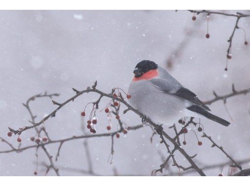 【栃木・奥日光】野鳥の楽園・奥日光でバードウォッチング教室♪【初心者歓迎！季節ごとのいいトコロへご案内！】の画像