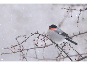 【栃木・奥日光】野鳥の楽園・奥日光でバードウォッチング教室♪【初心者歓迎！季節ごとのいいトコロへご案内！】の画像