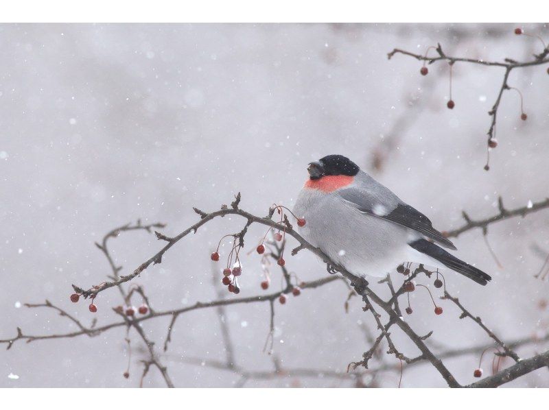 栃木・奥日光】野鳥の楽園・奥日光でバードウォッチング教室♪【初心者