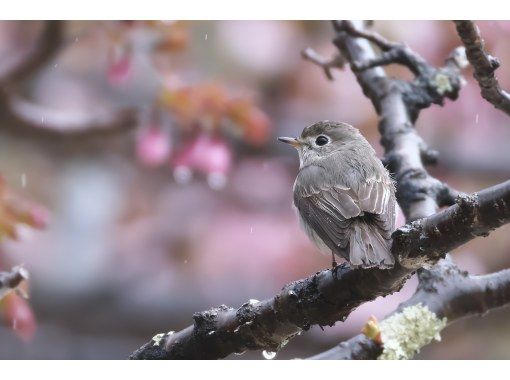【栃木・奥日光】野鳥の楽園・奥日光でバードウォッチング教室♪【初心者歓迎！季節ごとのいいトコロへご案内！】の画像
