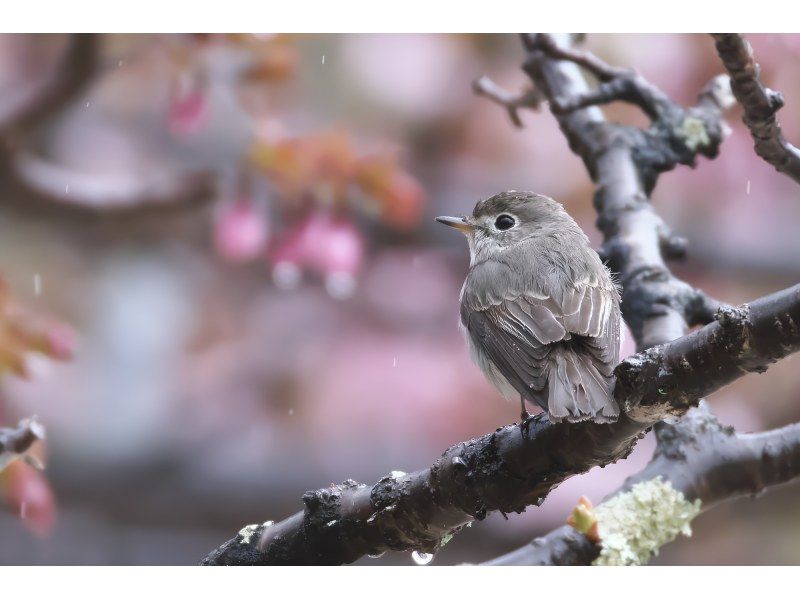 【北海道・SUP体験】透明度の高い支笏湖の湖面をクルージング！SUP体験（半日コース）の画像