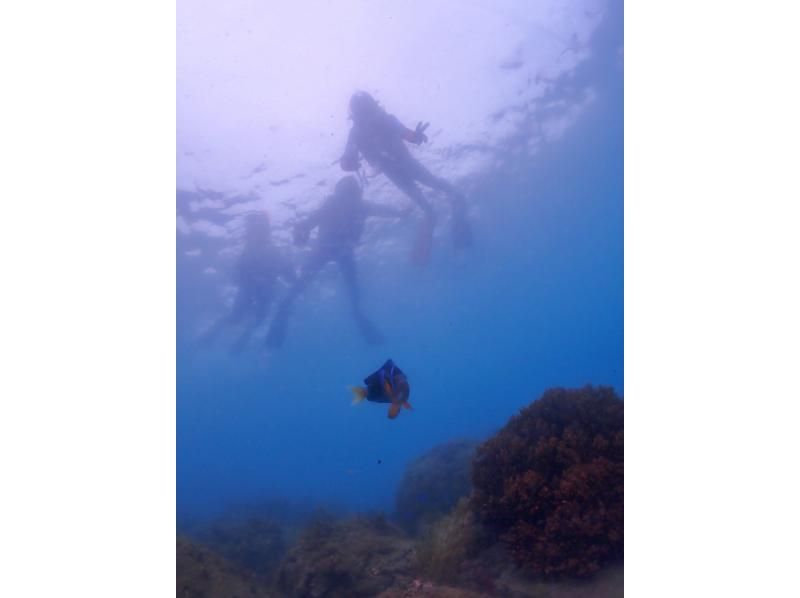 【四国・徳島】熱帯魚の楽園　無人島シュノーケリング☆参加の皆さんの水中写真もプレゼント！初めてでも楽しめる！の紹介画像