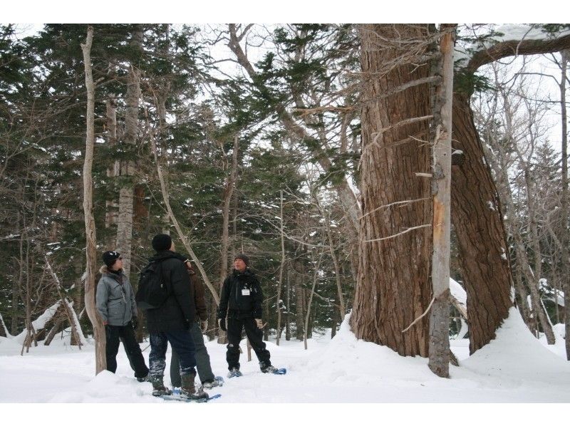 【北海道・知床】知床半島の断崖を一望できる「原生林スノーシュートレッキング」（半日）