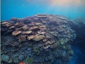 【沖縄県・伊平屋島】イヘヤブルー大満喫！！ボートシュノーケリング！！の画像