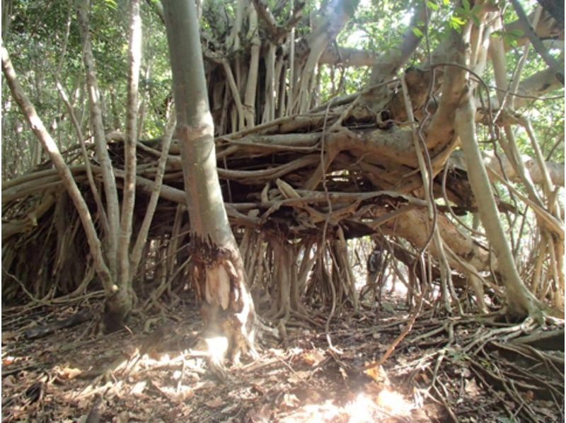 【屋久島】海岸線から世界自然遺産 西部林道トレッキングツアー【一日】の紹介画像