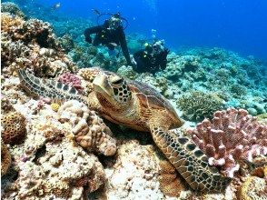 【那覇発⇒慶良間諸島】★写真動画無料・3か所周遊 ・レンタル込み本物の慶良間体験ダイビング＆スノーケリング+★月～3月ホエールウォッチング付