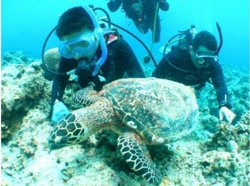 《National travel support coupon target》Departure from Naha ★Discount for 2 persons・Free photos and videos★Towels available・Tour trip to 3 locations・Guarantee included! Kerama Turtle Observation Experience Dive & Snorkelの画像