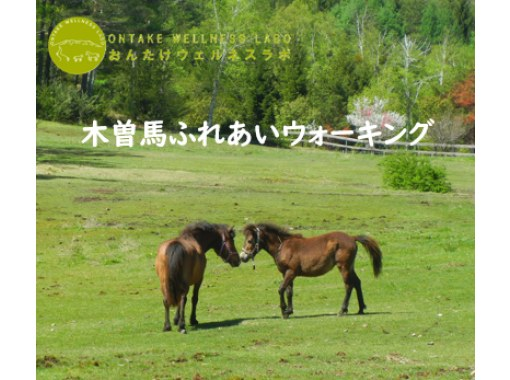 【長野・木曽開田高原】木曽馬ふれあいウォーキングの画像