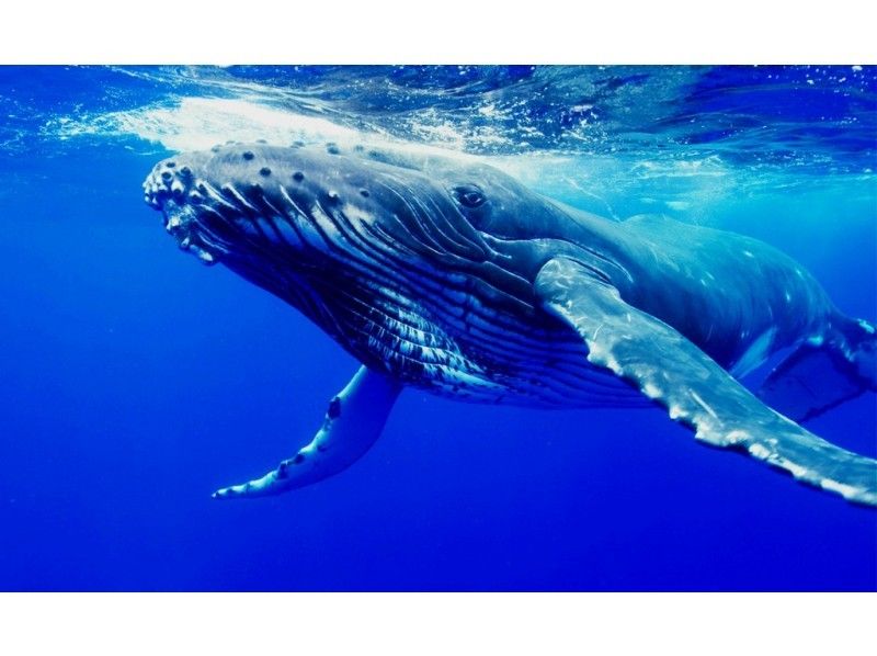【沖縄・本部発:美ら海水族館近く】迫力満点!ホエールウォッチング&美ら島手作り体験工房