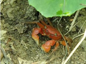 【屋久島・半日】屋久島の秘境へ向かう、キャニオニング(沢登り)ツアーの画像