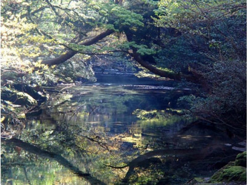 【屋久島・1日】神秘の森でトレッキング&カヌーの神秘のツアーの紹介画像