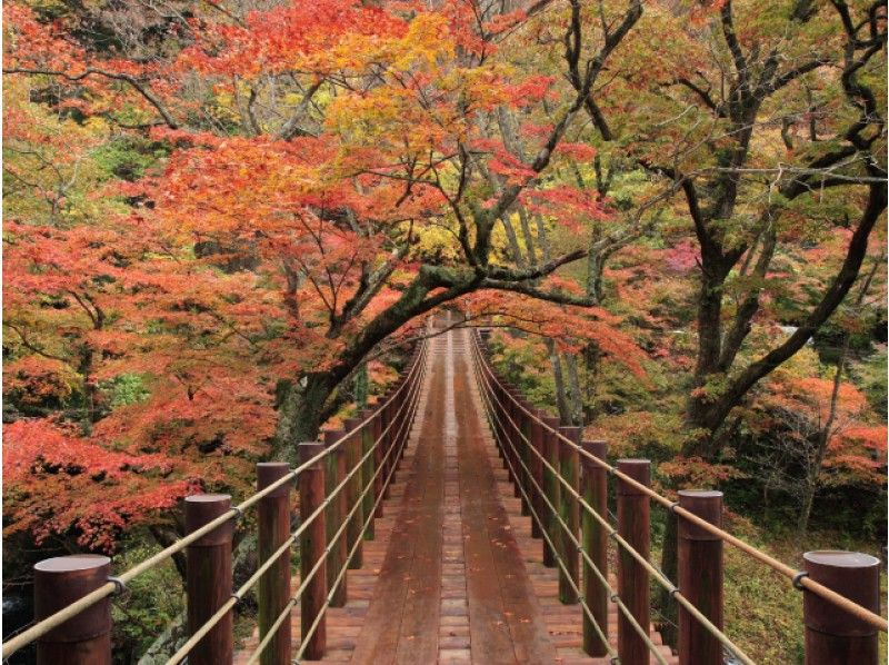 Goto対象 紅葉のトンネル 花貫渓谷 長さ日本最大級 竜神大吊橋 の紅葉 袋田の滝 観賞バスツアー P アクティビティジャパン