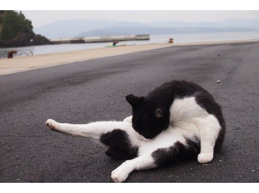 【オンライン】猫好きのための、猫好きによる、宮城「田代島」ぷらり旅/人より猫が多い猫島を散歩しよう！の画像