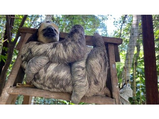 住みかを失う動物たちを助けよう スリナムのナマケモノリハビリセンター訪問ライブ配信ツアー ツアー代金の一部が保護センターに寄付されます アクティビティジャパン