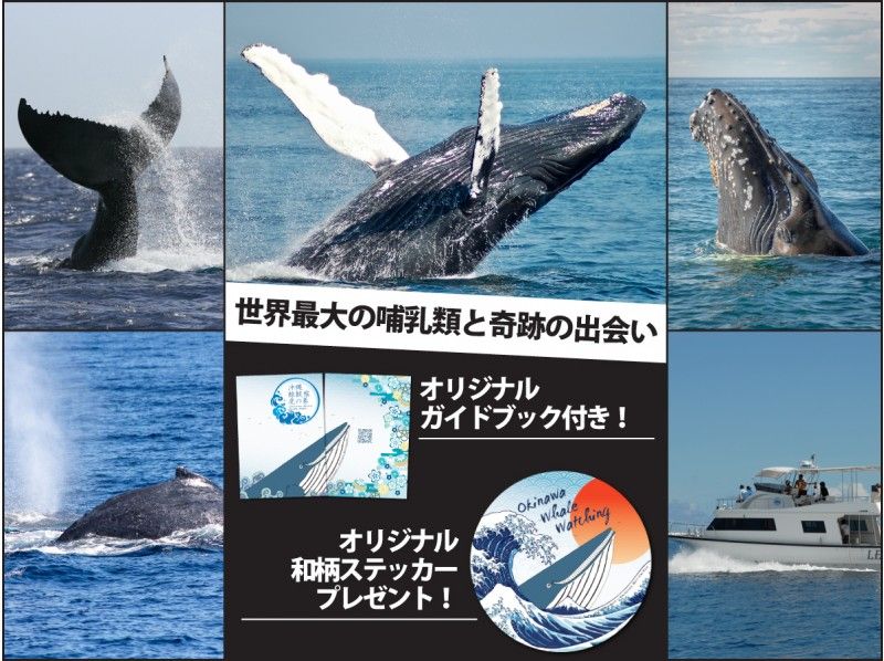 [Departing from Ginowan Whale Watching] Limited to 10 groups / Small group ★Full money back guarantee★の紹介画像