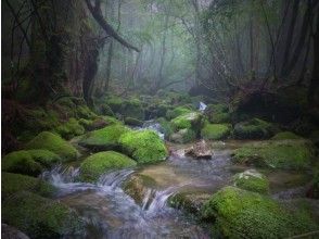 [Kagoshima / Yakushima] Yakushima Forest Day Tour! Popular NO.1! Shiratani Unsuikyo Tour (with lunch)