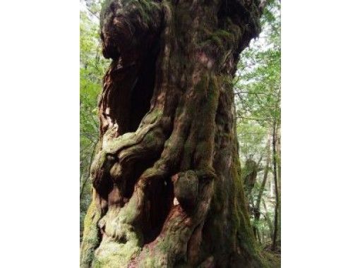 [Kagoshima / Yakushima] Yakushima Forest Day Tour! Yakusugi Land Short Tour (with lunch)の画像