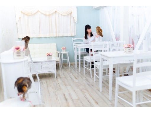 【東京・秋葉原】喧騒から離れ フクロウと向き合う 贅沢な癒し時間♪ 記念撮影サービス付き