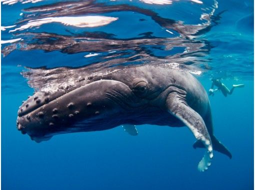 沖縄 那覇発 ホエールスイム 期間限定ツアー 1月 3月 ザトウクジラを水中で観察 大迫力の光景が目の前に アクティビティジャパン