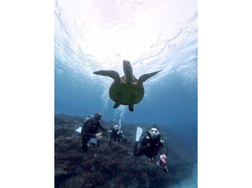 [Okinawa, Onna Village Area] High probability! Boat experience diving where you can meet sea turtles. 2 half-day dives. Great video shooting plan.の画像