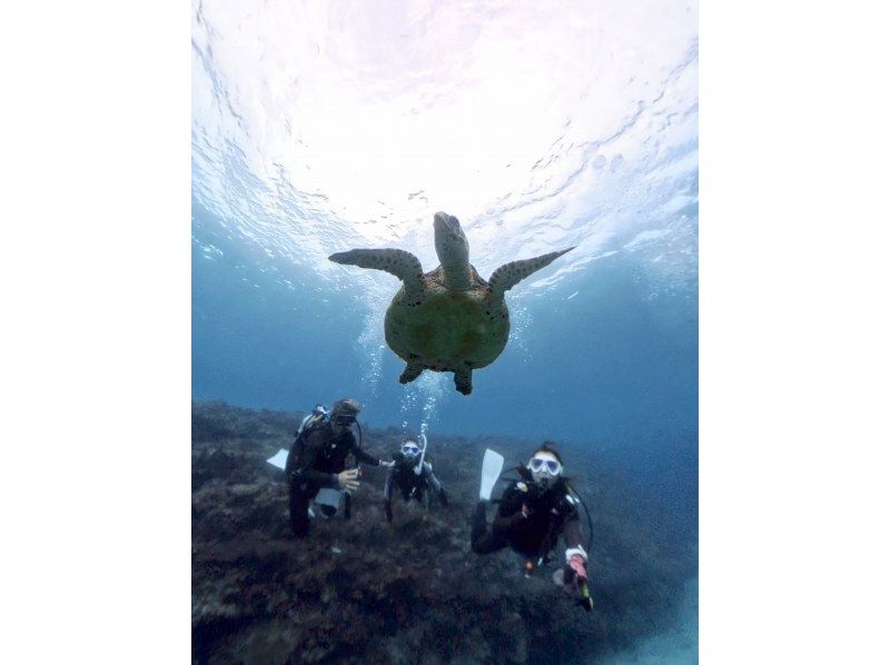 [Okinawa, Onna Village Area] High probability! Boat experience diving where you can meet sea turtles. 2 half-day dives. Great video shooting plan.の紹介画像