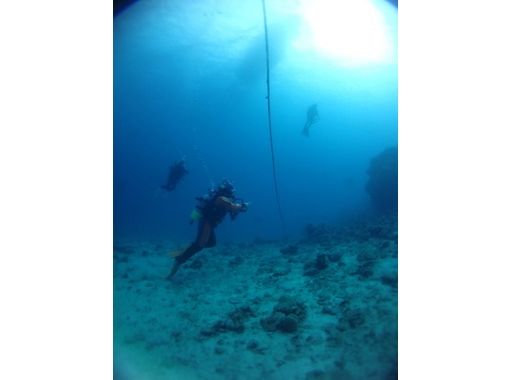 [아마미 오시마 · 가케 로마 섬 다이빙 ] 체험 다이빙 (보트)の画像