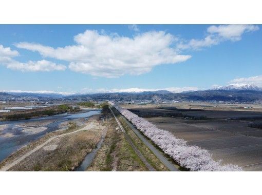 【山形・寒河江】春だ！桜だ！季節限定！地元ガイドが案内！クロスバイクで行く寒河江・桜巡りツアーの画像