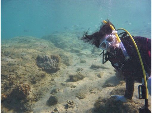 半日一組貸し切りリフレッシュビーチダイビング　～おひとり様OK　送迎あり那覇空港・那覇市内(おもろまち新都心・首里地区は除くまで～の画像