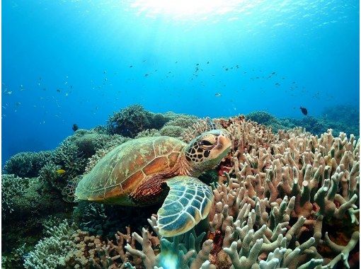 【那覇発／慶良間】まるっと1日インストラクター貸切！体験ダイビング2ダイブ＆シュノーケル遊び放題⭐︎3ヶ所周遊・水中動画無料☆の画像