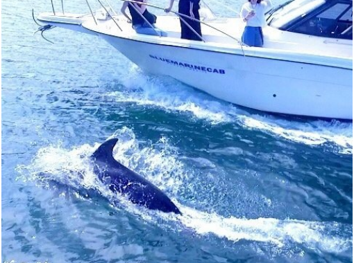 [Kagoshima / Kagoshima City] Let's find wild dolphins! Cruising tour where you can meet the dolphins that live in Sakurajimaの画像