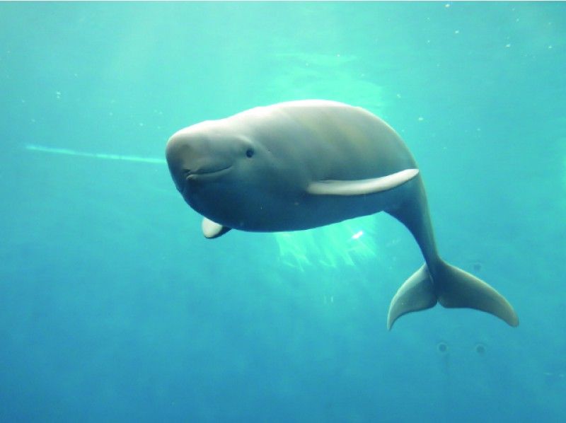 2/14(日)開催　三重・鳥羽水族館　うら側探検隊「スナメリツアー」～水族館の裏側をスタッフがご案内します～【オンラインツアー 】受付終了の紹介画像