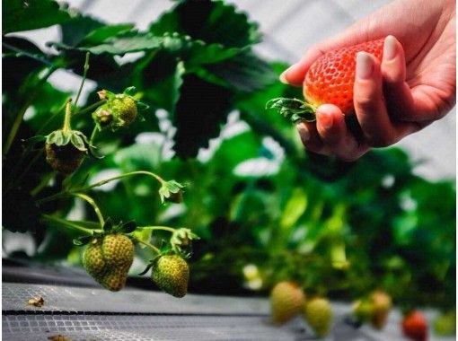 【Fukuoka・Shikanoshima】 【Strawberry Picking ＊40-minute All-You-Can-Eat】 Enjoy Amao Strawberriesの画像