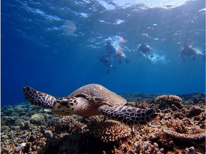 Snorkeling with sea turtles on Barasu Island, organized by Marine Service Passo