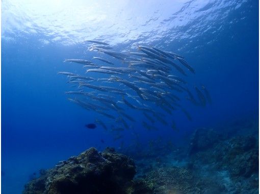 【冬限定&times;1日1組貸切&times;1ダイブ】 『体験しながら決める』スタンダードプラン！ 作れる安心♪増やせる満足！初心者専門店【屋久島/夢心地】の画像