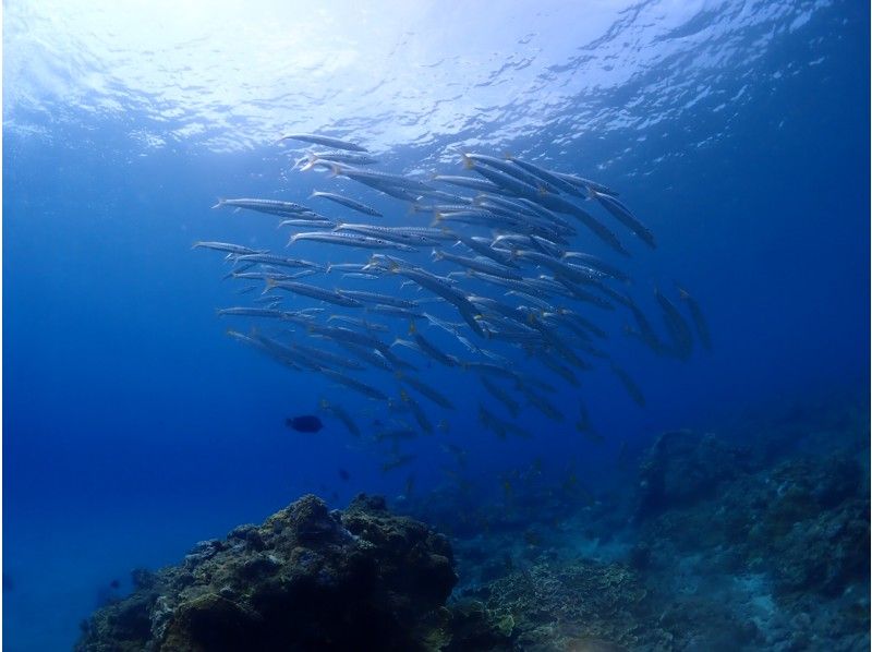 【야쿠시마・체험 다이빙】【1 다이브】스탠다드 플랜! 『체험하면서 결정한다』 만들 수 있는 안심♪ 늘릴 수 있는 만족! 초보자 전문점【야쿠시마/꿈의 기분】の紹介画像
