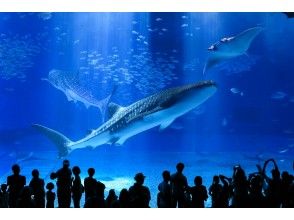 [從沖繩/那霸出發]美麗海水族館和大量沖繩享受巴士| Rad Churaumi