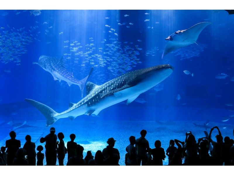 [从冲绳/那霸出发]美丽海水族馆和大量冲绳享受巴士| Rad Churaumiの紹介画像