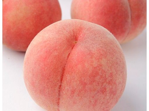 秋田 鹿角 北限の桃狩り体験 お一人3個もぎ取り アクティビティジャパン 秋田 鹿角 北限の桃狩り体験 お一人3個もぎ取り アクティビティジャパン