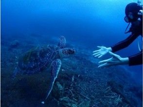 【屋久島・体験ダイビング】初心者専門店｜安心の入門体験｜スタンダード1ダイブ（40分）｜専用施設＆温水シャワー完備（海から2分）《屋久島夢心