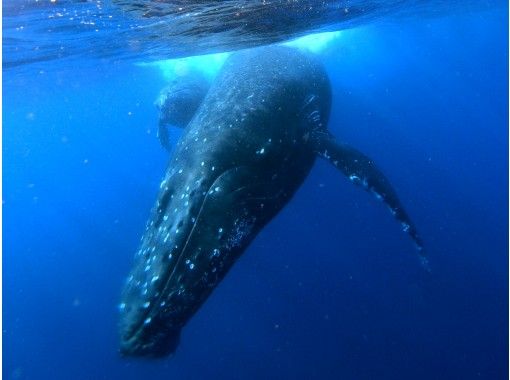 [From Okinawa/Naha] Powerful! Okinawa Whale Swim Tour [City transfer from Naha possible, 1 person possible ★ Underwater photo gift]の画像