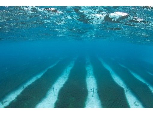オンライン体験 沖縄 久米島より一般人立ち入り禁止なもずくの養殖場オンライン散策 アクティビティジャパン オンライン体験 沖縄 久米島より一般人立ち入り禁止なもずくの養殖場オンライン散策 アクティビティジャパン